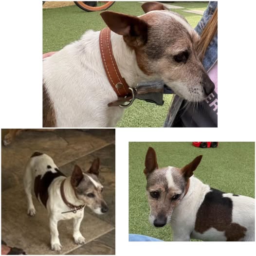 Lost dog