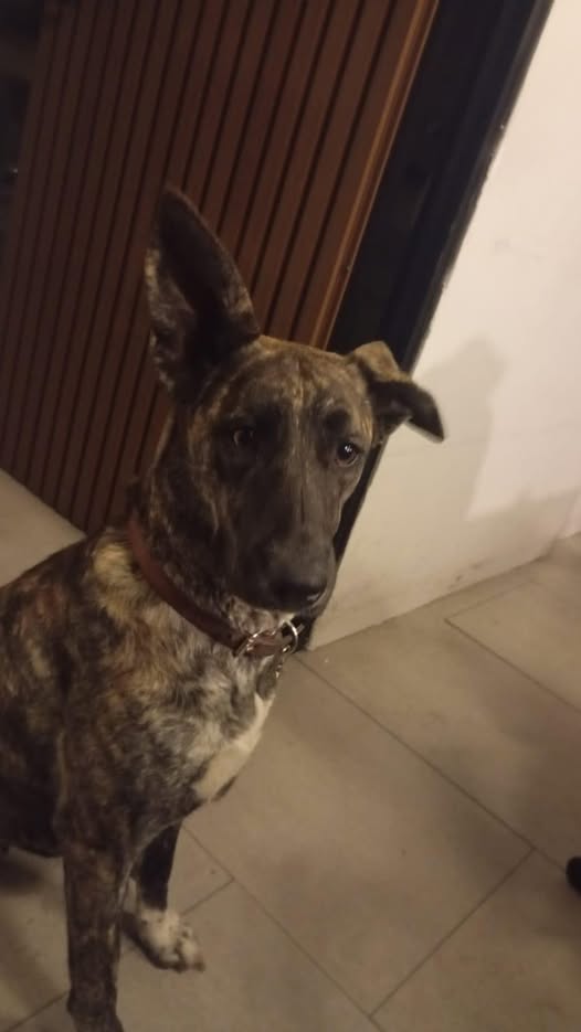 Lost dog