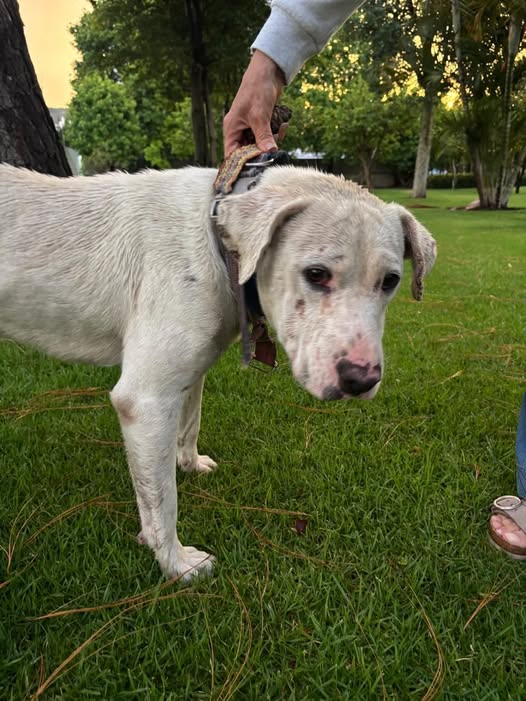 Lost dog