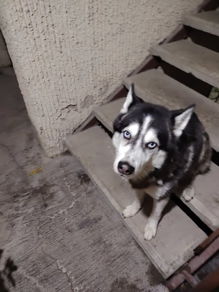 Lost dog