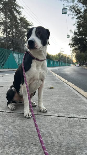 Lost dog