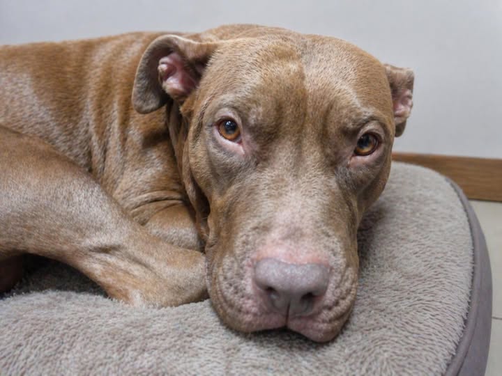 Lost dog