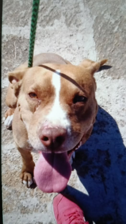Canela