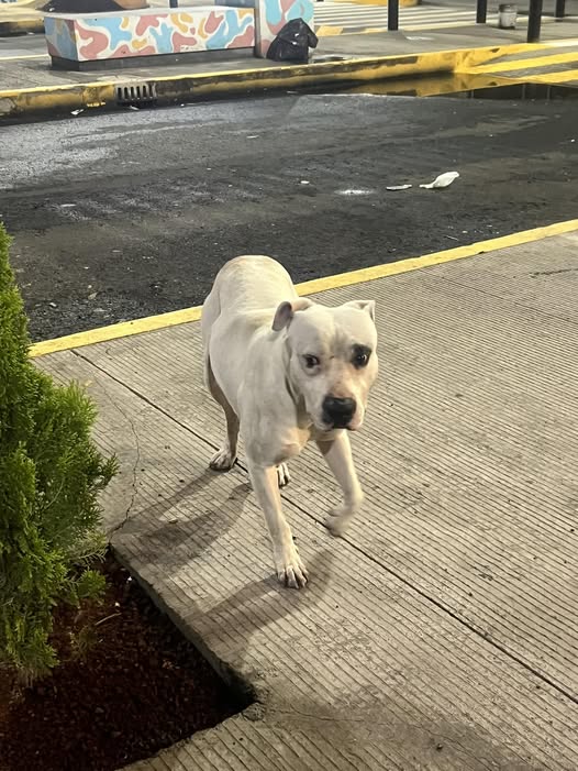 Lost dog
