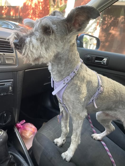 Lost dog