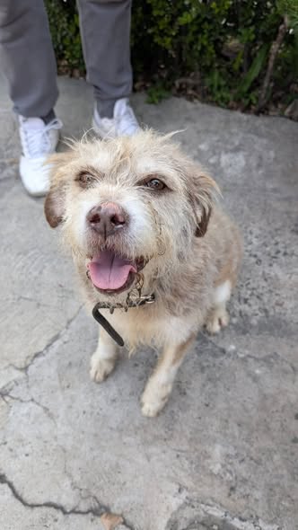 Lost dog