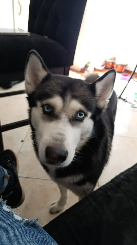 Gorda