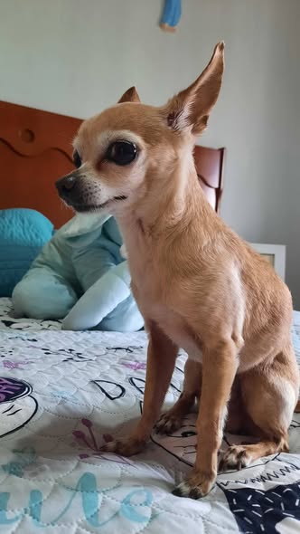 bruno