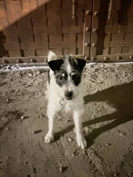 Lost dog