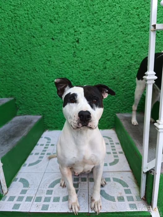 FRIDA