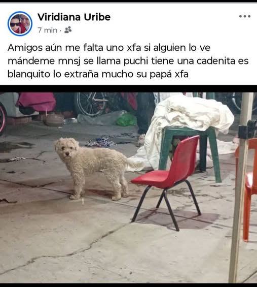puchi