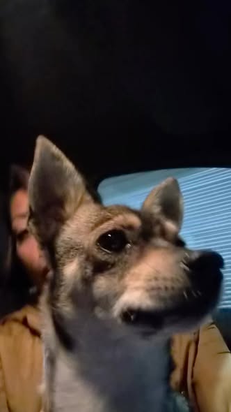 Lost dog