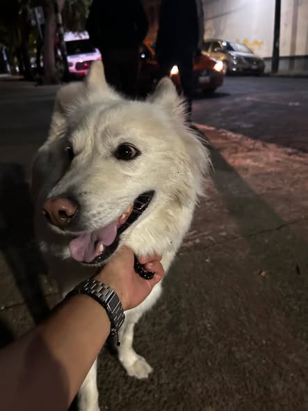 Lost dog