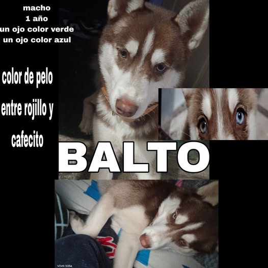 cachorrito