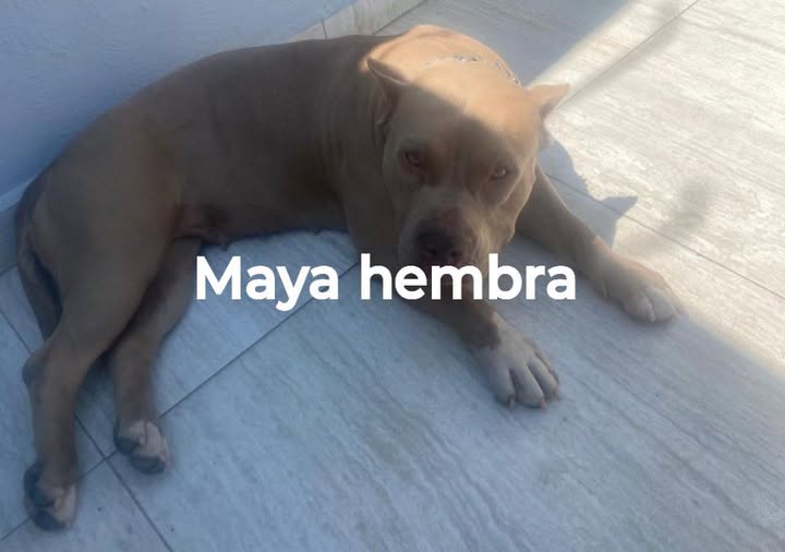 maya
