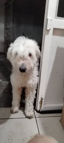 Lost dog