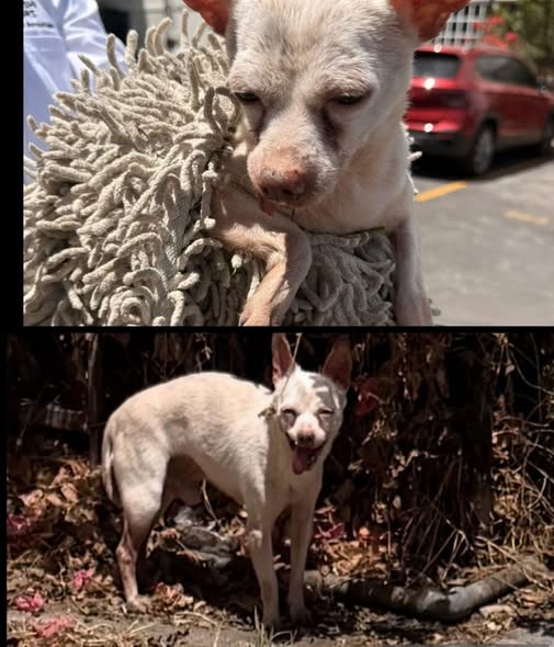 Lost dog