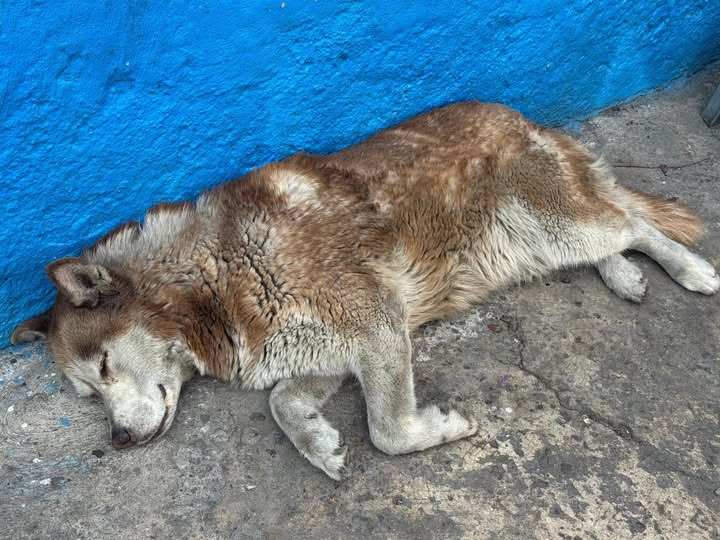 Lost dog