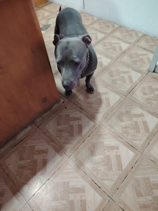 Lost dog
