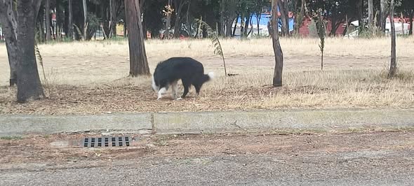 Lost dog