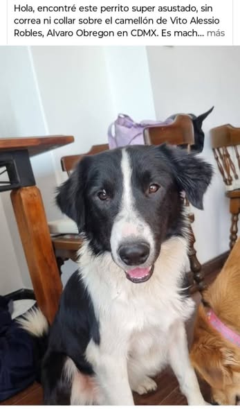 Lost dog