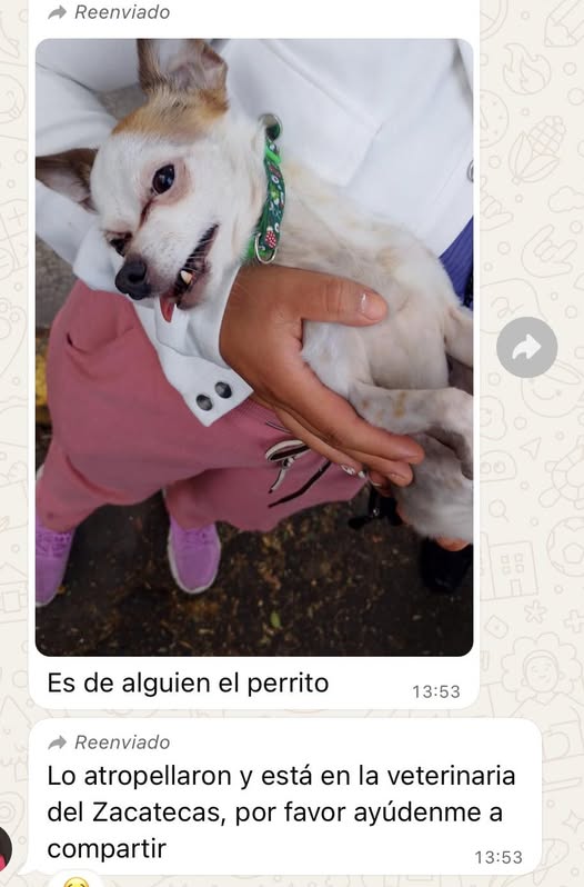 Lost dog