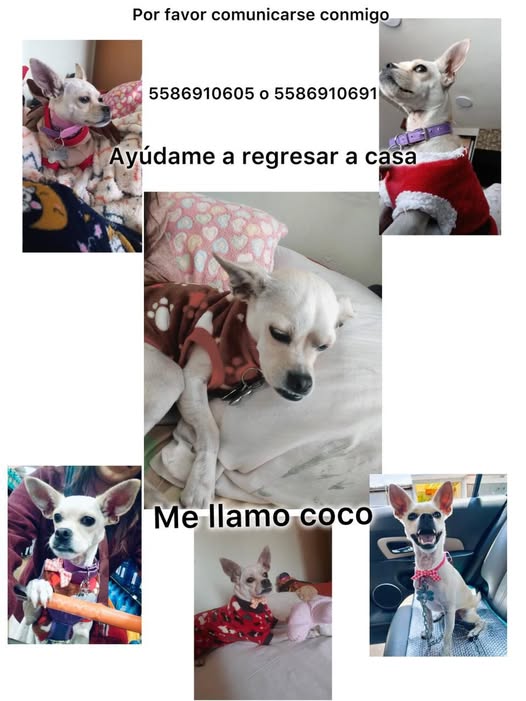 Coco