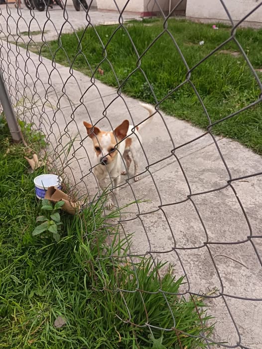 Lost dog