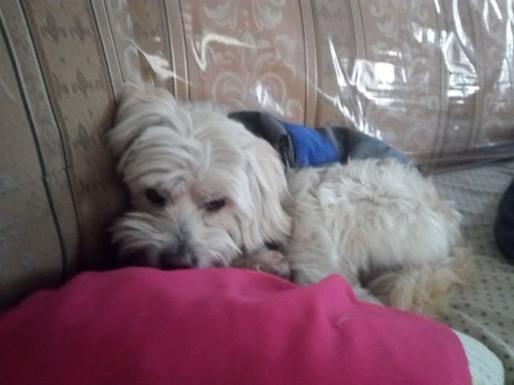 Lost dog