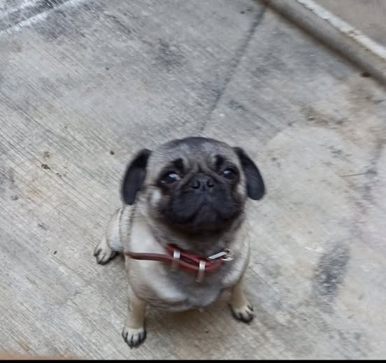 coco