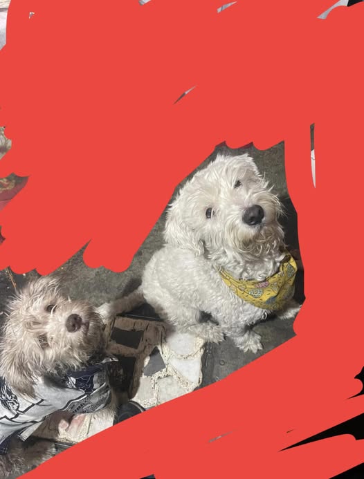 Lost dog
