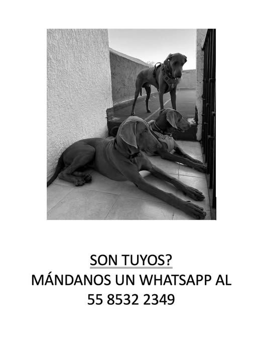 Lost dog