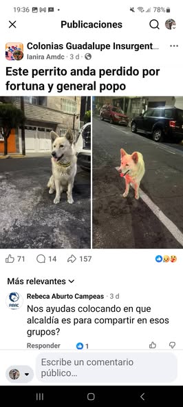 Lost dog
