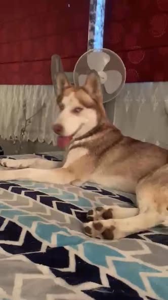 Lost dog