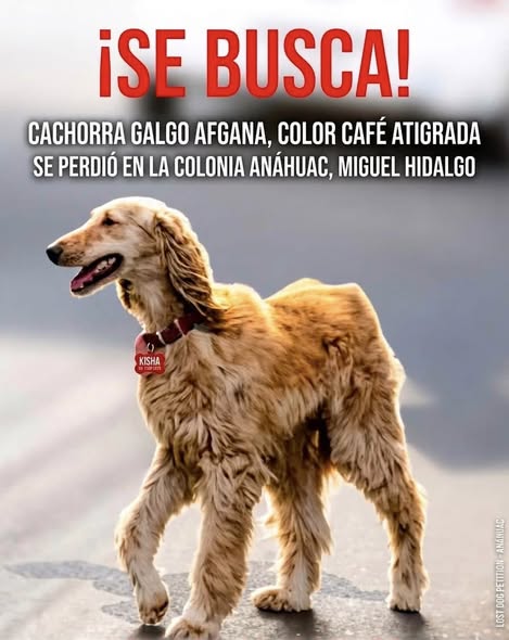 Kisha
