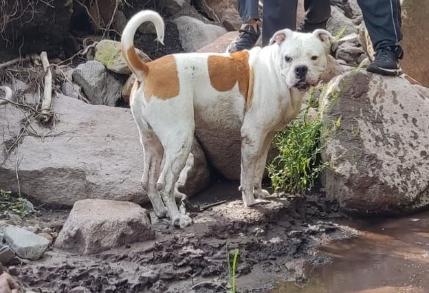 Lost dog