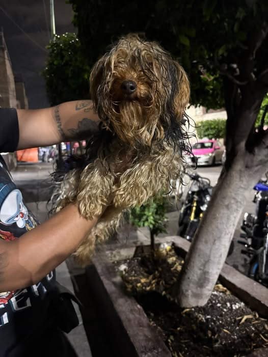 Lost dog