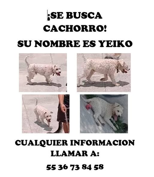 yeico