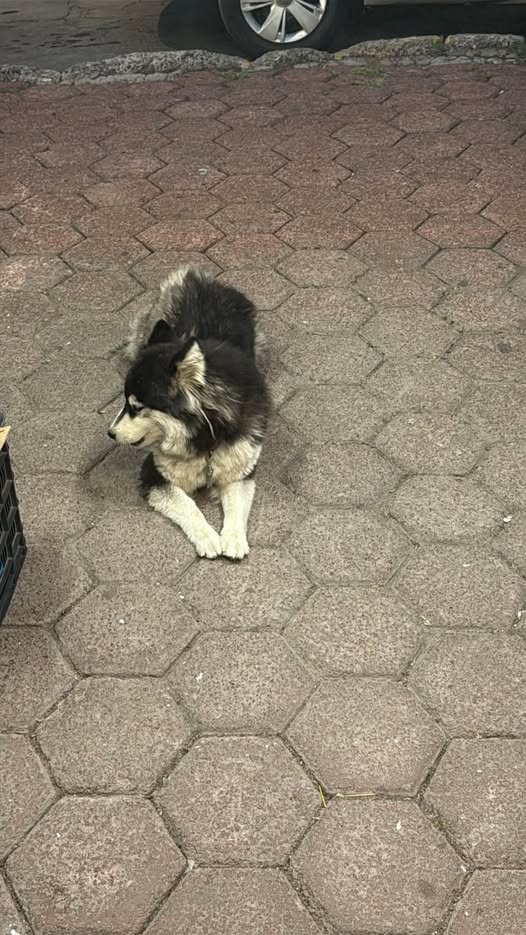 Lost dog
