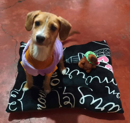 Lost dog
