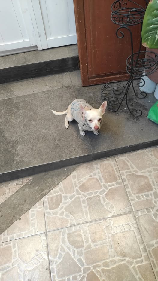 Mochi