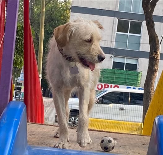 tobi