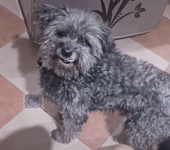 Chapulín