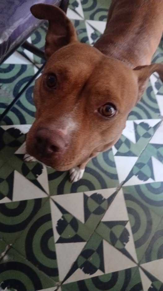 canela