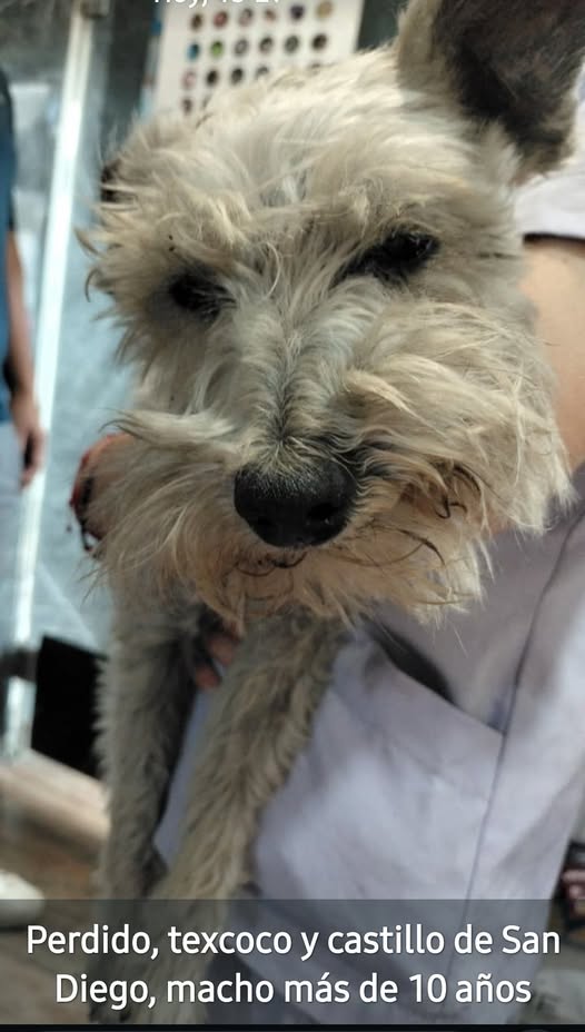 Lost dog