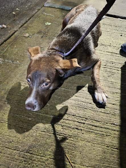 Lost dog
