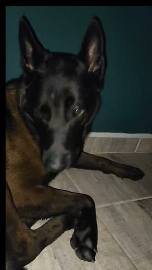 Apolo