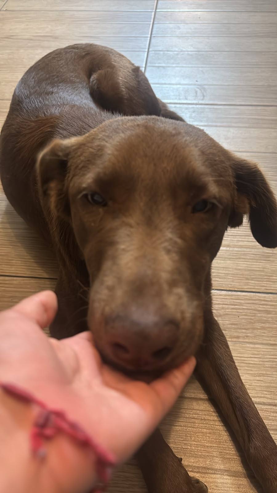Lost dog