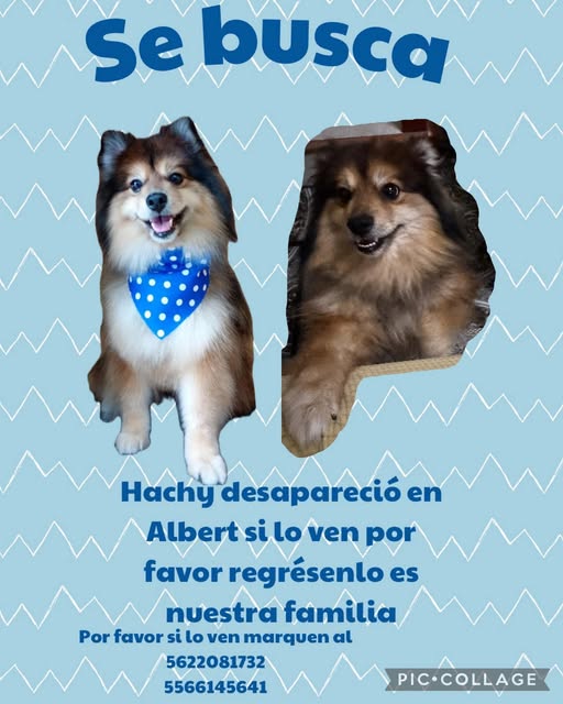 Hachy