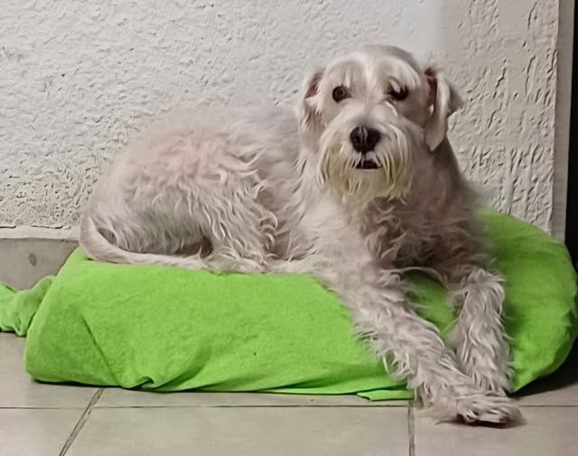 ROCCO